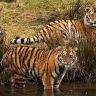 Три тигра у водоема