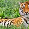 Отдыхаюший тигр